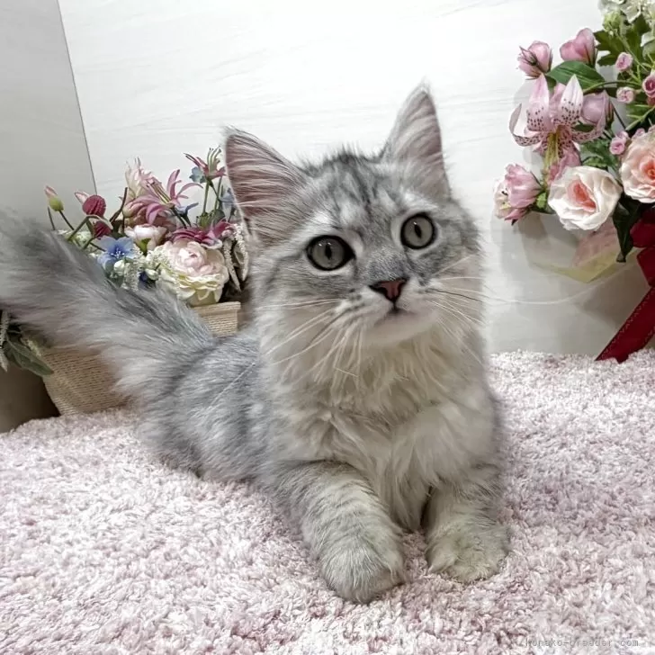 ラガマフィン【東京都・男の子・2025年7月13日・シルバータビー】の写真1「抱っこ大好き❣️グイグイ遊んでアピールします😽🎶ひっつき虫のストーカー💖」