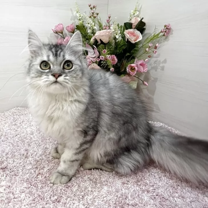 ID：2508-02744の子猫