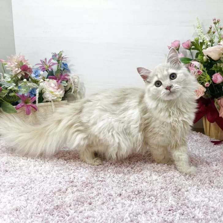 ラガマフィン【東京都・女の子・2025年5月25日・クリームタビー】の写真1「両親【4項目】遺伝子検査クリア🧬希少なかわいいクリーム女子😻💕」