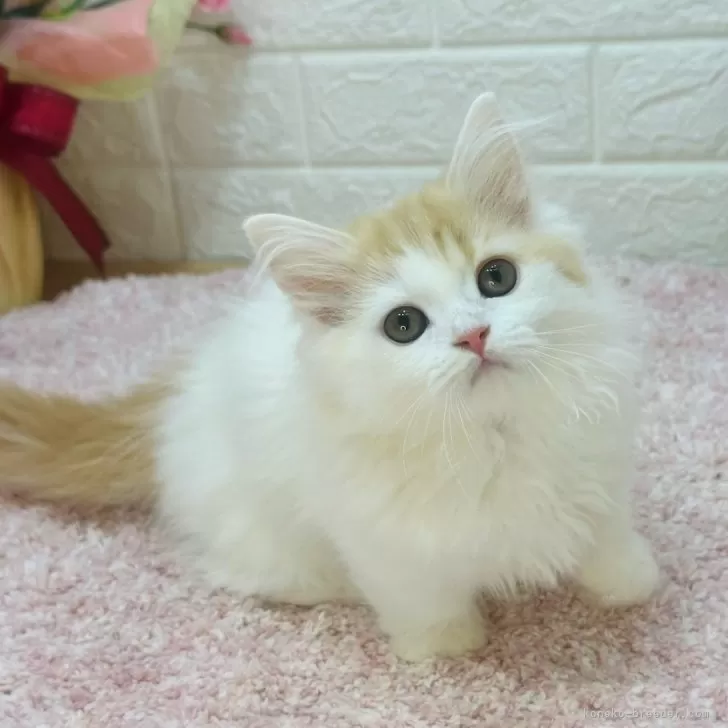 ID：2503-02606の子猫