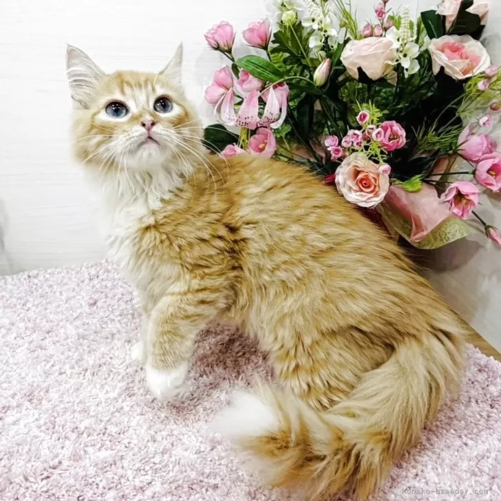 ラガマフィン【東京都・男の子・2025年9月2日・レッドタビー&amp;ホワイト】の写真1「写真だと解りにくいですが両目とも上部ゴールド⭐️下部ブルー💎超希少ダイクロイックアイです‼️」