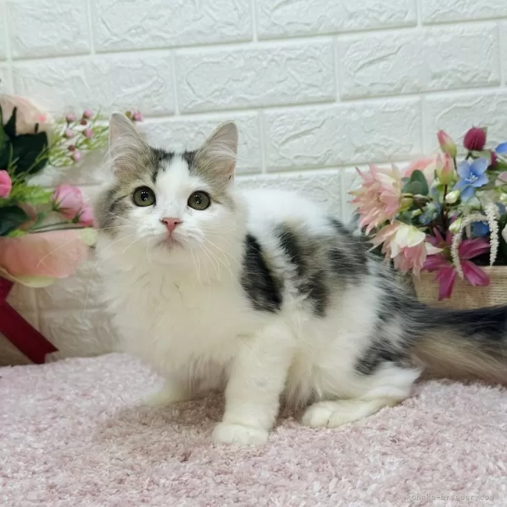 H.K 様のお迎えした子猫