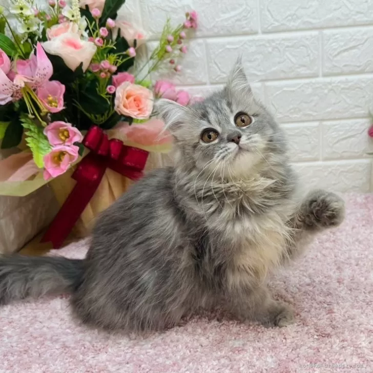 R.N 様のお迎えした子猫