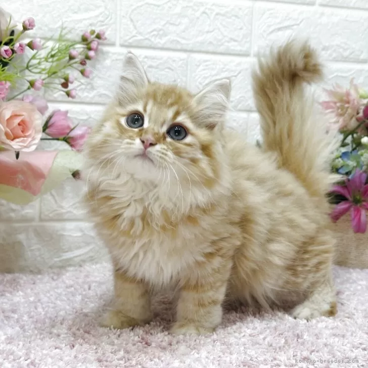 A.F 様のお迎えした子猫