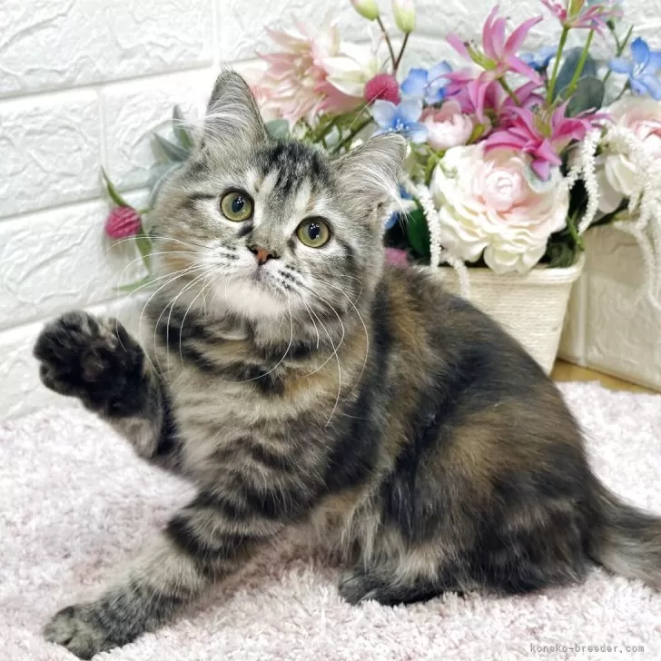 Y.I 様のお迎えした子猫