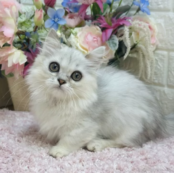 ミヌエットちゃんありがとうございました!! 様のお迎えした子猫