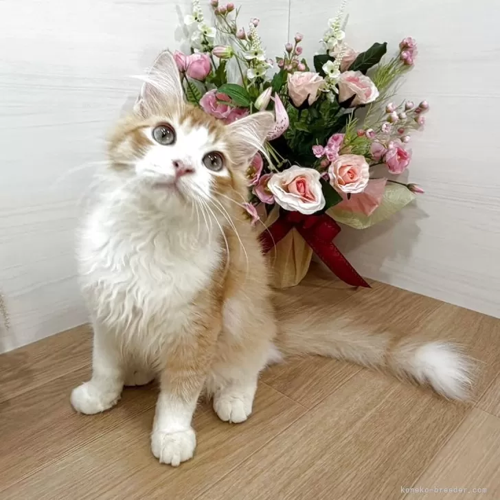 K.K 様のお迎えした子猫
