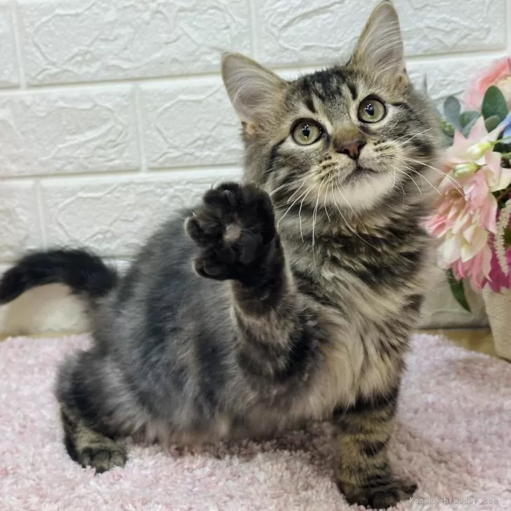 ID：2501-01718の子猫