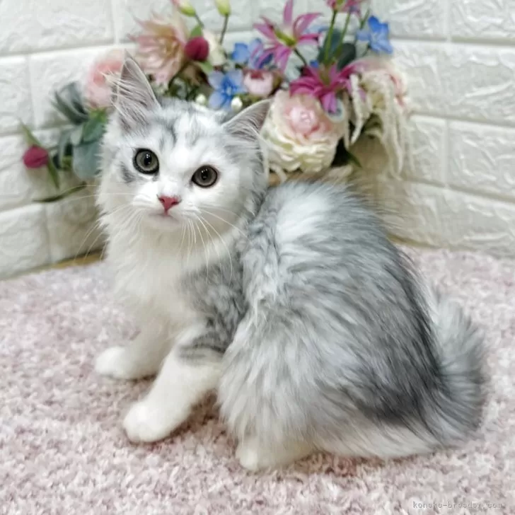 ID:2508-03194の子猫