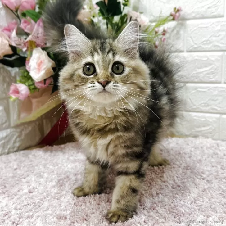 にゃむ 様のお迎えした子猫