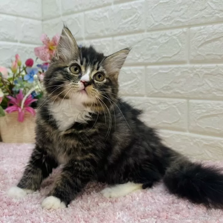 ID：2501-00545の子猫