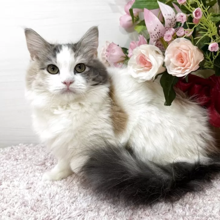 ラガマフィン【東京都・女の子・2025年6月21日・ダイリュートキャリコ】の写真1「実物ガチ美猫😻✨」