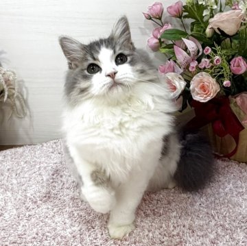 ラガマフィン【東京都・女の子・2025年6月21日・ブルータビー&ホワイト（ロング）】の写真「レベチ激かわ💖ぷっくり頬が可愛さのヒミツ😻」