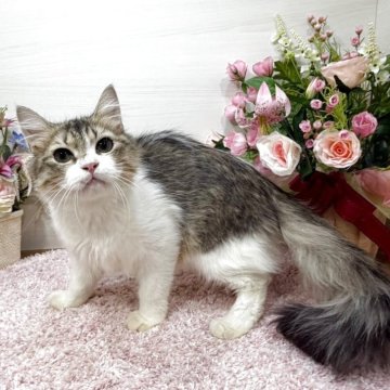 ラガマフィン【東京都・男の子・2025年7月13日・ブラウンタビー&ホワイト（ロング）】の写真「去勢済⭐️お迎え後の手術費用・お手間不用‼️」