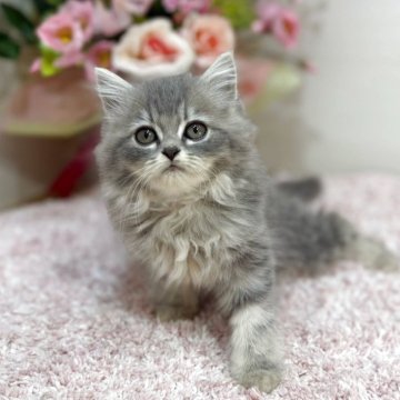 ラガマフィン【東京都・男の子・2025年10月1日・ブルータビー（ロング）】の写真「人間大好き💖手をハムハムペロペロするのが得意技❣」