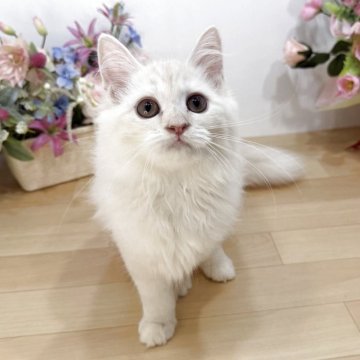 マンチカン(長足)【東京都・女の子・2025年7月2日・クリームカメオタビー（ロング）】の写真「希少クリームカメオ女子💖優しい毛色・性格😻」