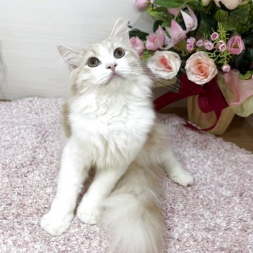 ラガマフィン【東京都・男の子・2025年6月21日・クリームタビー&ホワイト（ロング）】の写真「穏やか性格💖優しい毛色のハチワレ😻✨」