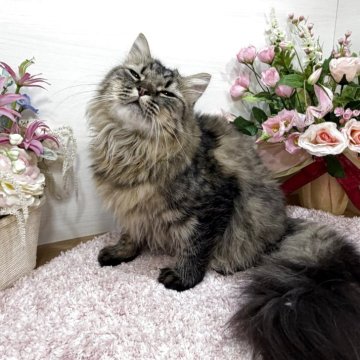 ミヌエット(長足)【東京都・男の子・2025年7月1日・ブラウンタビー（ロング）】の写真「ワイルド毛色⭐️超おっとり性格イケメン😻✨」