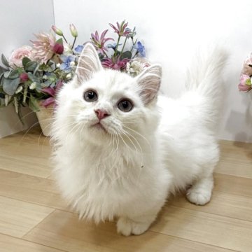マンチカン(短足)【東京都・男の子・2025年7月2日・クリームカメオタビー（ロング）】の写真「眩く煌めくクリームカメオ✨極短足美男子😻」