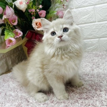 ラガマフィン【東京都・男の子・2025年5月25日・クリームタビー（ロング）】の写真「優しい毛色💖社交的で人慣れ抜群😻💕」