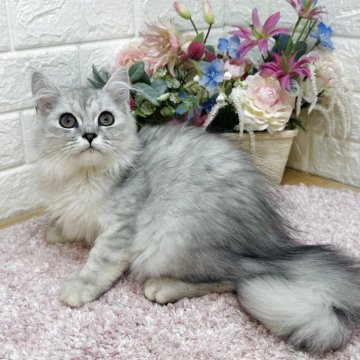ミヌエット(長足)【東京都・男の子・2025年4月12日・シルバータビー（ロング）】の写真「期間限定サマーセール‼️小柄なイケメン銀猫😻✨」