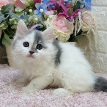 ラガマフィン【東京都・女の子・2025年1月30日・ブルータビー&ホワイト（ロング）】の写真「個性的アシンメトリー❣️人懐っこさ最上級😻💓」