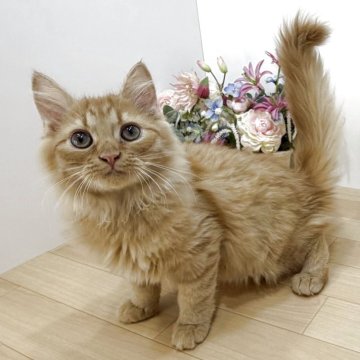 マンチカン(長足)【東京都・男の子・2025年7月2日・レッドタビー（ロング）】の写真「真紅イケメン😻✨社交的な兄妹です❣️」