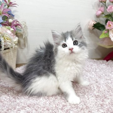 ラガマフィン【東京都・男の子・2025年8月25日・ブルータビー&ホワイト（ロング）】の写真「お子様・初心者の方にも安心してオススメ🔰」