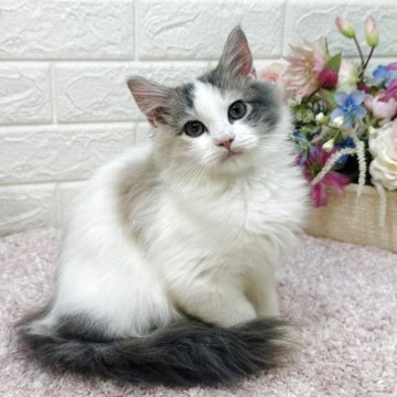 ラガマフィン【東京都・女の子・2025年6月21日・ダイリュートキャリコ（ロング）】の写真「レベチ美猫😻✨華やかパステル三毛❣️」