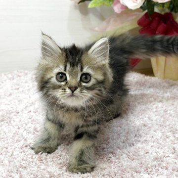 ラガマフィン【東京都・女の子・2025年10月25日・ブラウンタビー（ロング）】の写真「ワイルド毛色の可愛い子ちゃん😻性格大当り🎯」