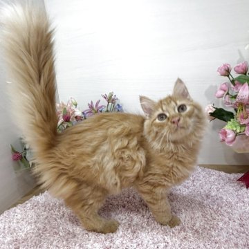 マンチカン(長足)【東京都・男の子・2025年7月2日・レッドタビー（ロング）】の写真「真紅のイケメン😻人慣れ抜群👍社交的な子です❣️」