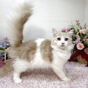 ラガマフィン【東京都・男の子・2025年6月21日・クリームタビー&ホワイト（ロング）】の写真「🉐穏やか性格💕ペンライトテール男子😻✨」