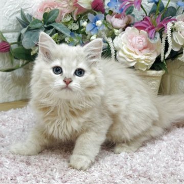 ラガマフィン【東京都・女の子・2025年5月25日・クリームタビー（ロング）】の写真「人慣れ抜群クリーム女子😻両親4項目遺伝子クリア」