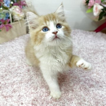 ラガマフィン【東京都・女の子・2025年9月2日・レッドタビー&ホワイト（ロング）】の写真「希少💎ブルーアイ赤ハチワレ艶やか女子😻✨」