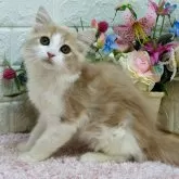 ラガマフィン【東京都・男の子・2024年11月11日・クリームタビー&ホワイト】の写真1「甘いマスクのハチワレイケメン😻」