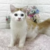 ラガマフィン