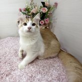 ラガマフィン