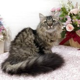 ミヌエット(長足)