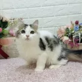 ラガマフィン【東京都・男の子・2024年10月29日・ブラウンタビー&ホワイト】の写真1