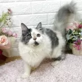 マンチカン(長足)