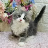 ラガマフィン【東京都・男の子・2024年12月4日・ブルー&ホワイト】の写真1