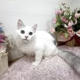 マンチカン(長足)