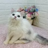 ミヌエット(長足)