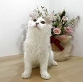ラガマフィン