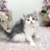 ラガマフィン