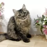 ミヌエット(長足)