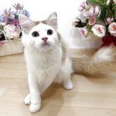 ラガマフィン