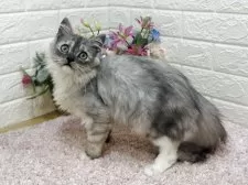 ミヌエット(長足)【東京都・男の子・2025年5月16日・シルバータビー&ホワイト】の写真10