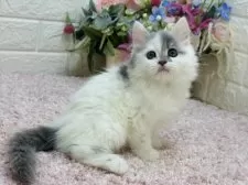 ラガマフィン【東京都・女の子・2025年1月30日・ブルータビー&ホワイト】の写真2