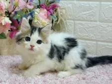 ラガマフィン【東京都・男の子・2024年10月29日・ブラウンタビー&ホワイト】の写真14